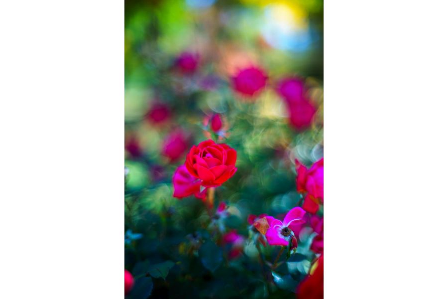 Olympus OM-System G.Zuiko Auto-S 55mm f/1.2