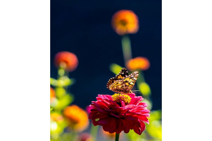 Olympus OM-System G.Zuiko Auto-S 55mm f/1.2