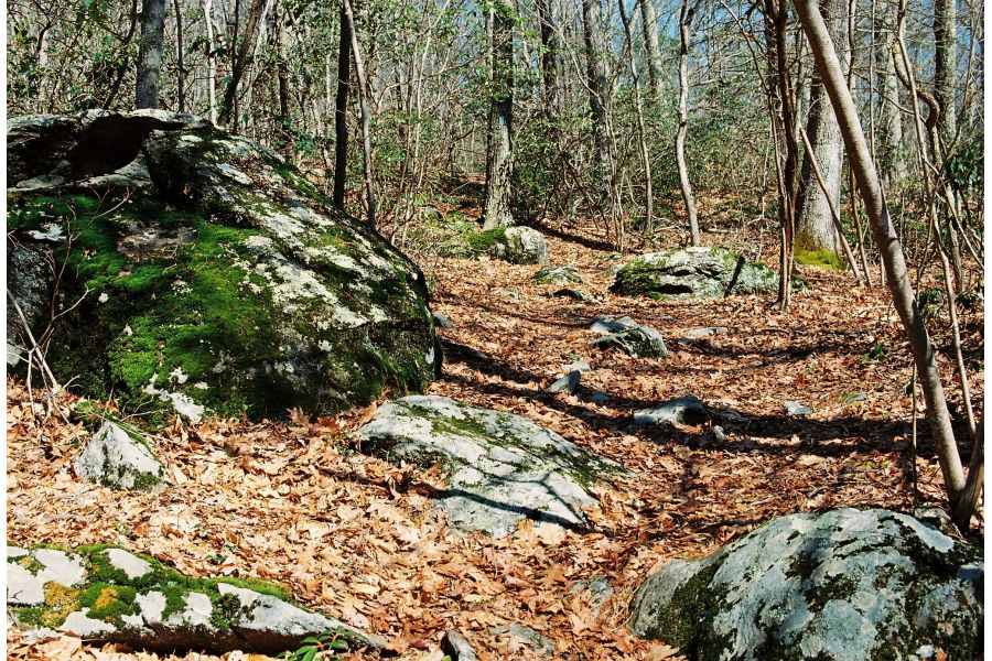 Voigtlander Ultron 40mm f/2 SL II Canon EF