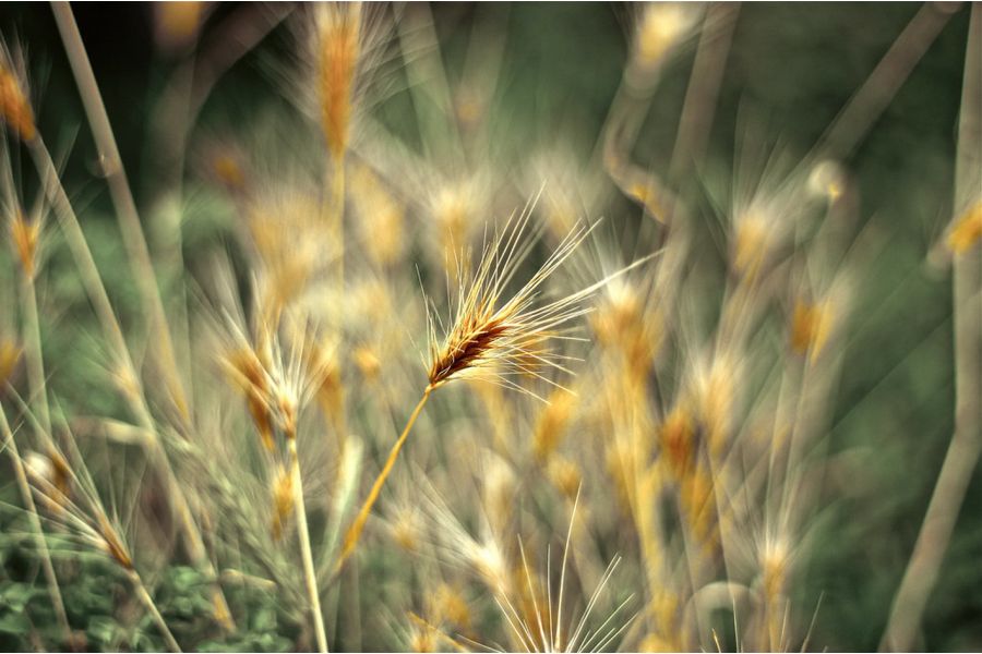 Редкость Orestor 2.8/135 Meyer-Optik Gorlitz