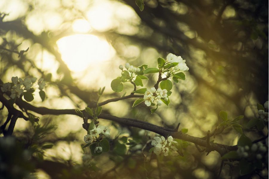 Редкость Orestor 2.8/135 Meyer-Optik Gorlitz