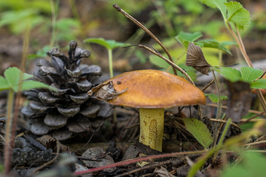 Samyang 35mm f/1.5 AS UMC II for Canon EF