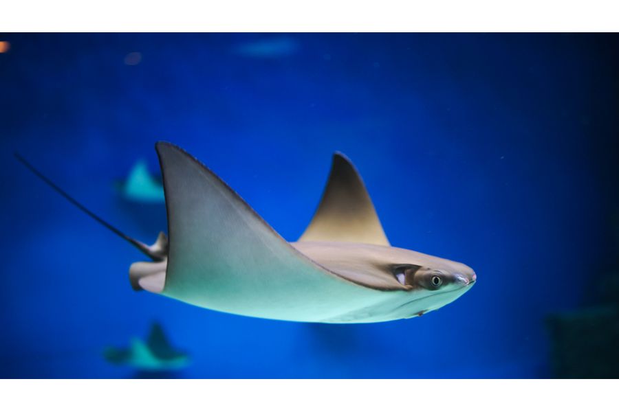 Samyang 35mm f/1.5 AS UMC II for Canon EF