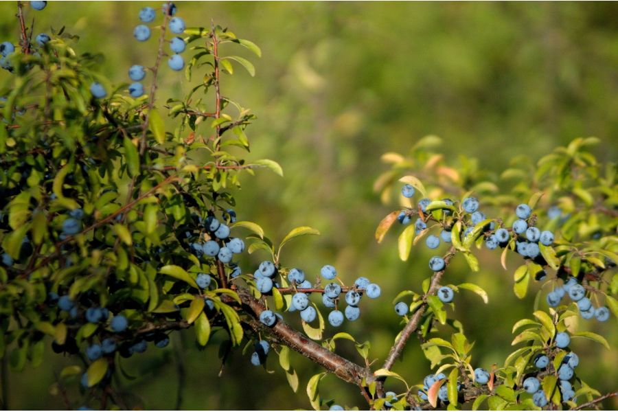 Arsat H Zoom 4.5/80-200mm Nikon F