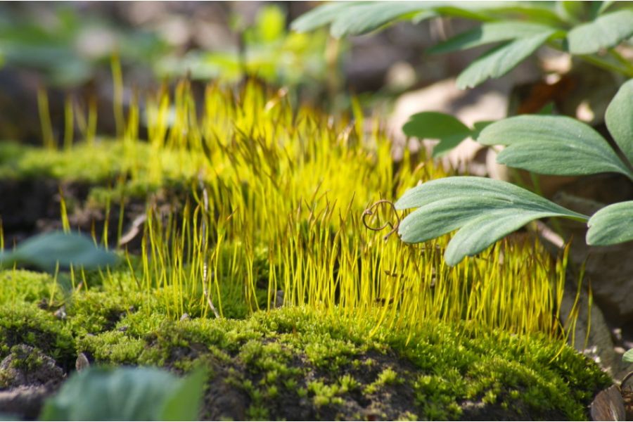 Sigma AF 70-300mm f/4-5.6 DL Macro for Sony A