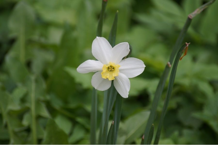 Sigma AF 70-300mm f/4-5.6 DL Macro for Sony A