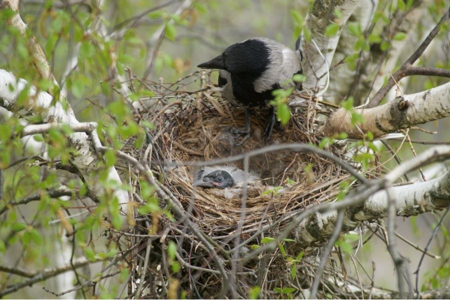 Sigma AF 70-300mm f/4-5.6 DL Macro for Sony A