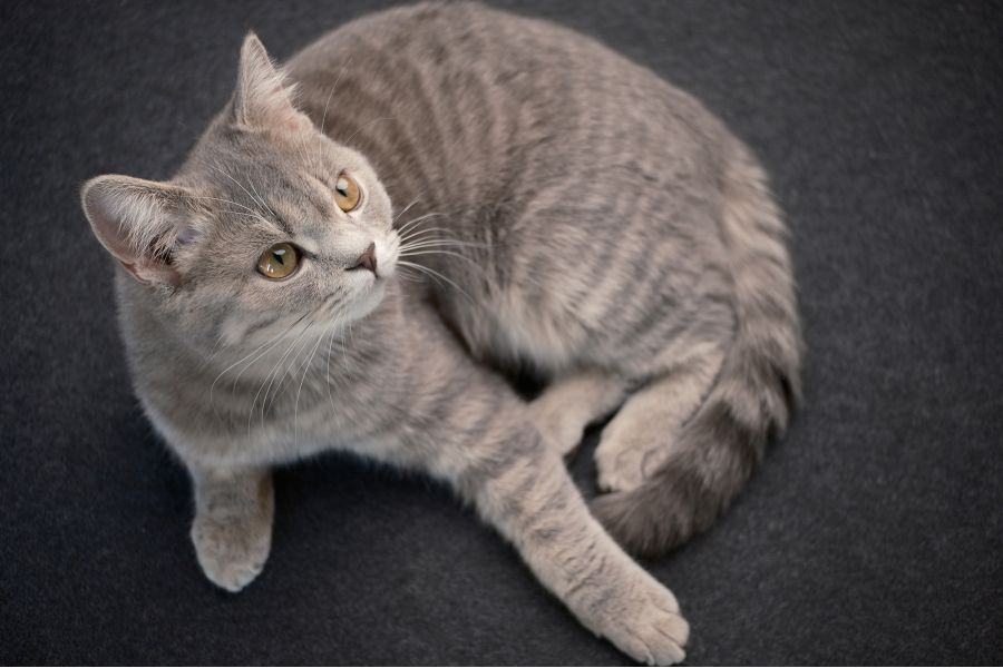 Объектив 7Artisans AF 27mm F2.8 Fuji FX Mount