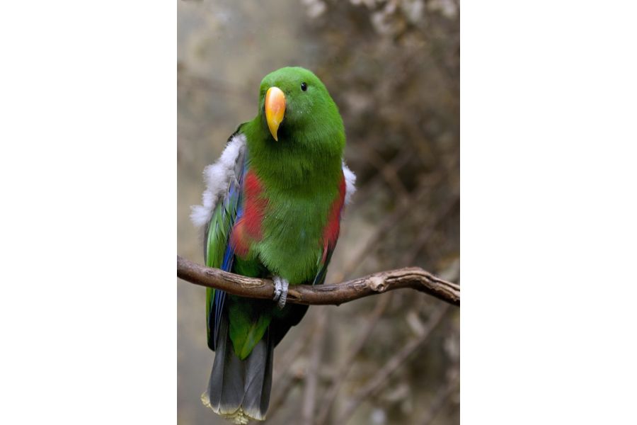 Мир-1 2,8/37 КМЗ (СССР, 1964)