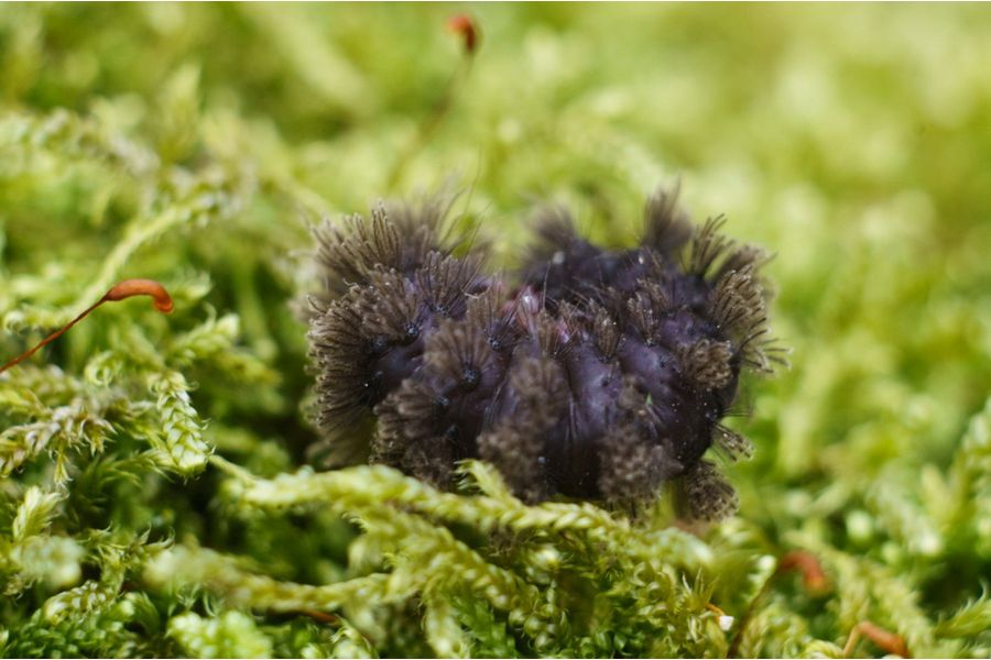 Mikar S f/4.5 55mm M39