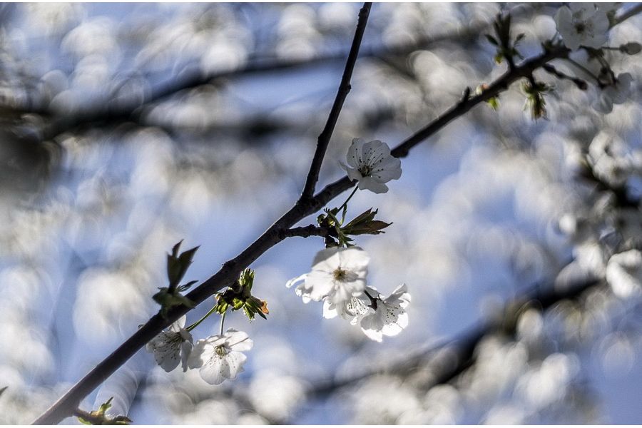 Revuenon Auto MC 1.7/50mm (Japan, 1984г.)