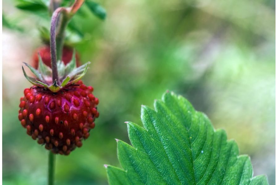 Индустар 50У-1 3,5/50 (СССР, 1969)