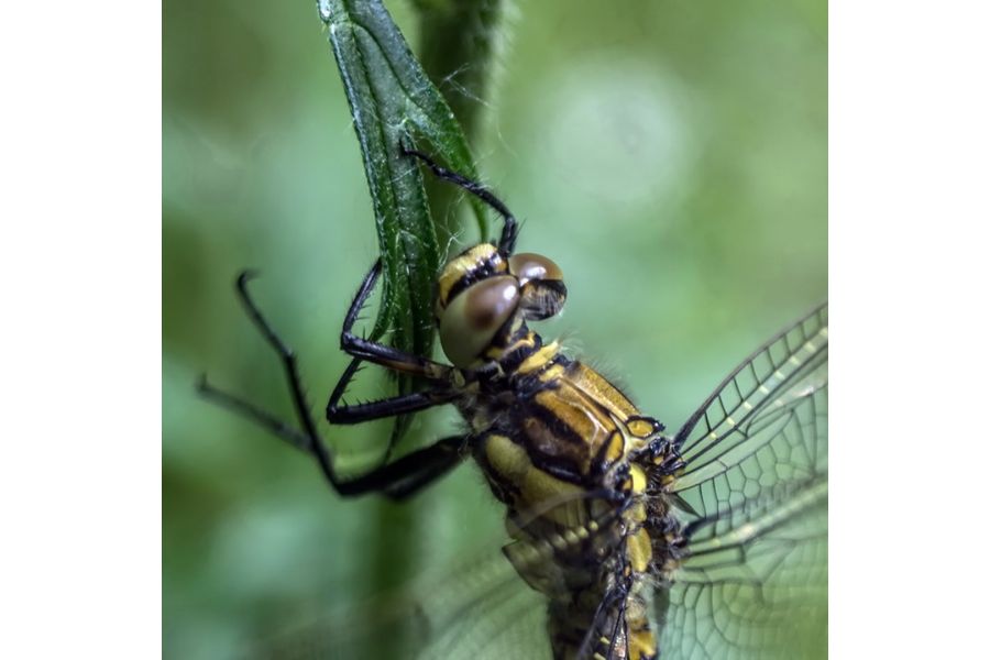Индустар 50У-1 3,5/50 (СССР, 1969)