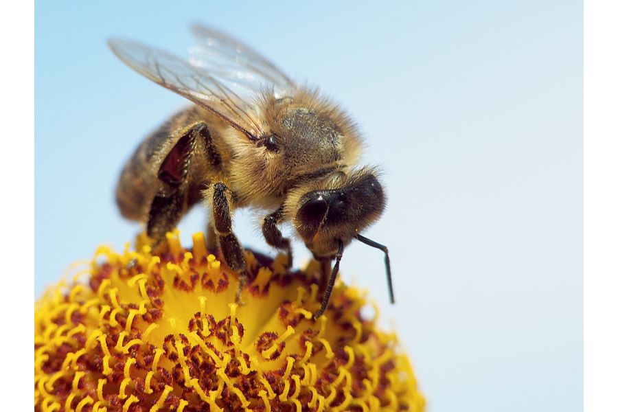 Индустар-51 (И-51) 4,5/210 с геликоидом