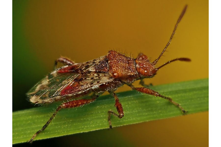 Индустар-51 (И-51) 4,5/210 с геликоидом