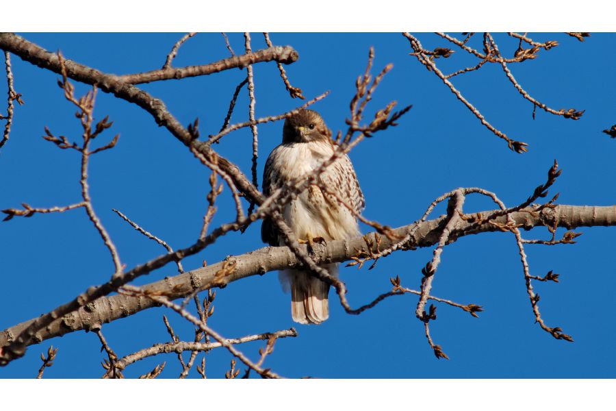 Rokkor MC Tele 4,5/300mm Minolta MD (Japan, 1970)