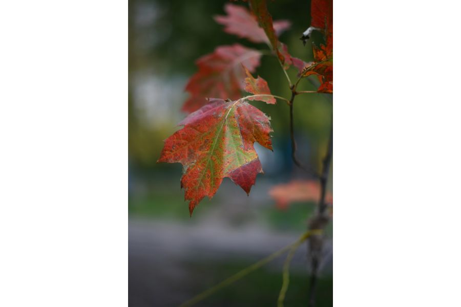 Sonnar 2/85mm T Carl Zeiss Jena конвас