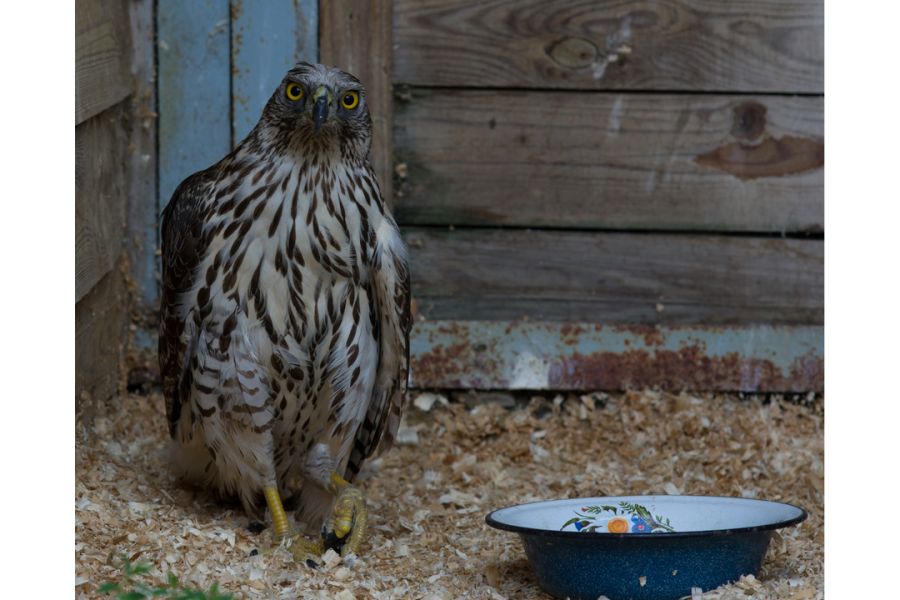 Sonnar 2/85mm T Carl Zeiss Jena конвас