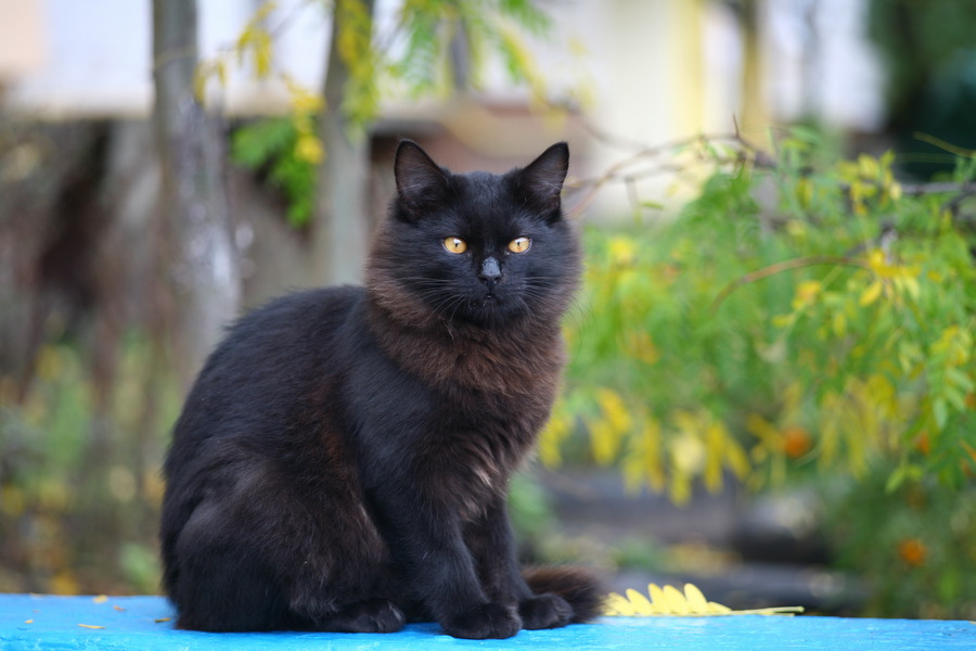 Sonnar 2/85mm T Carl Zeiss Jena конвас