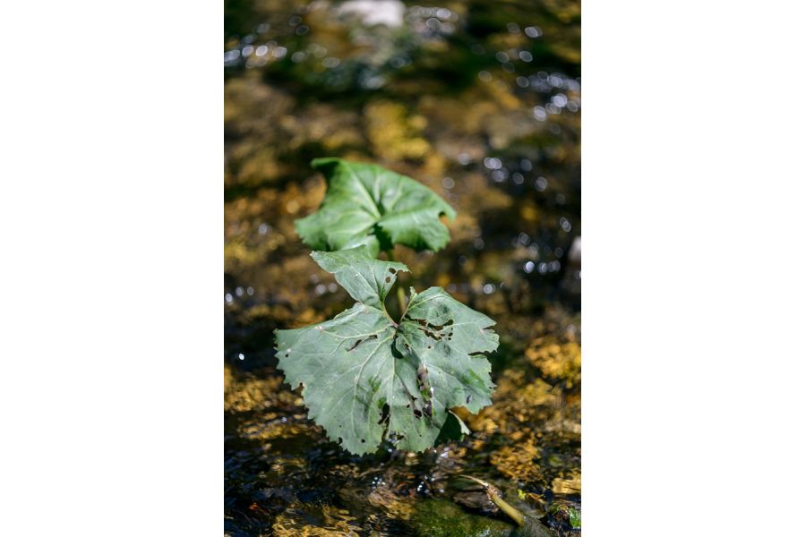 Makro-Planar 2/50 ZF T* Carl Zeiss Nikon F