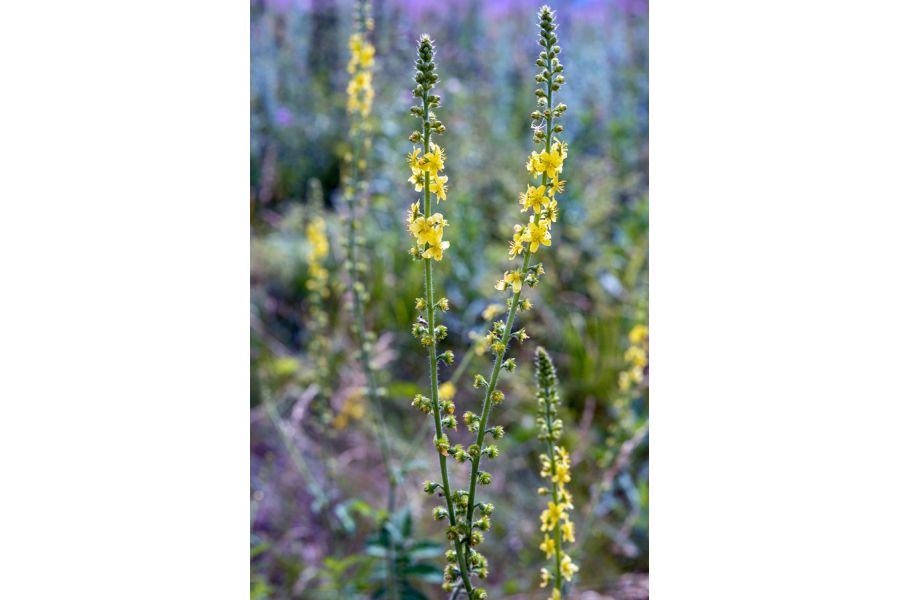 Makro-Planar 2/50 ZF T* Carl Zeiss Nikon F