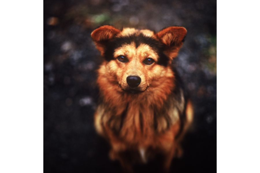 Sonnar 2.8/180 Carl Zeiss Jena DDR новый в упаковке