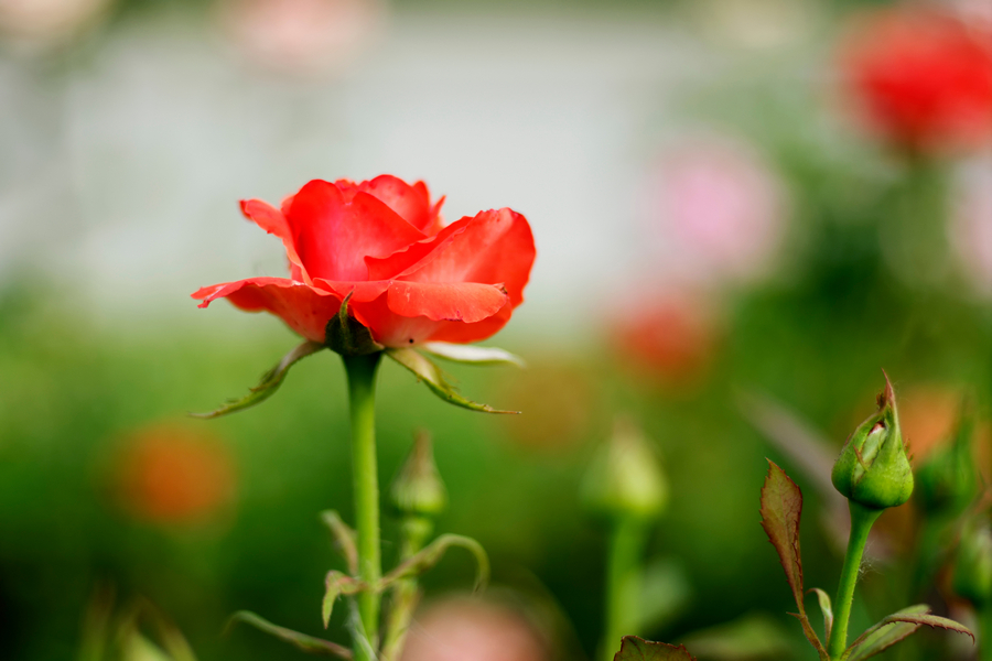 Summicron-R 2/50 Leitz Wetzlar