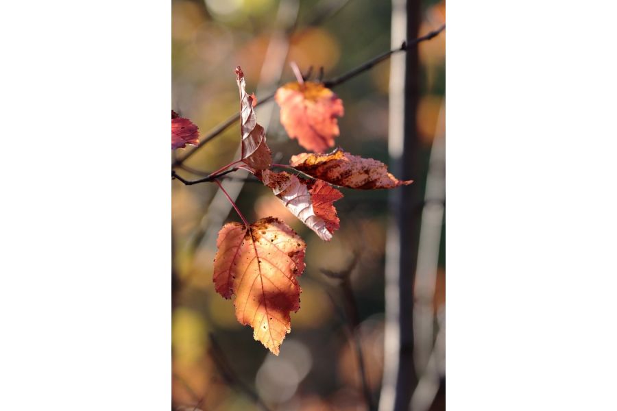 Sigma 100-400mm f/5-6.3 DG OS HSM Canon EF