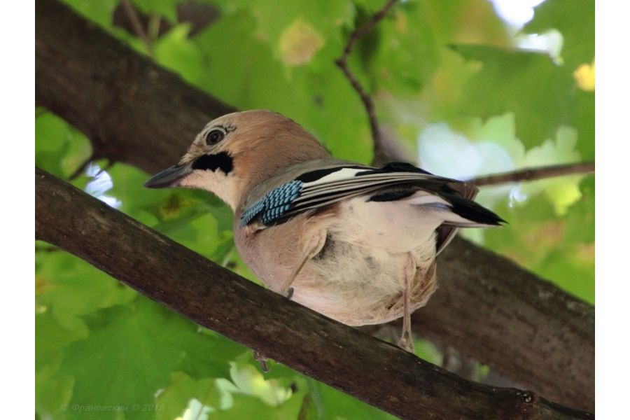 Sigma 100-400mm f/5-6.3 DG OS HSM Canon EF