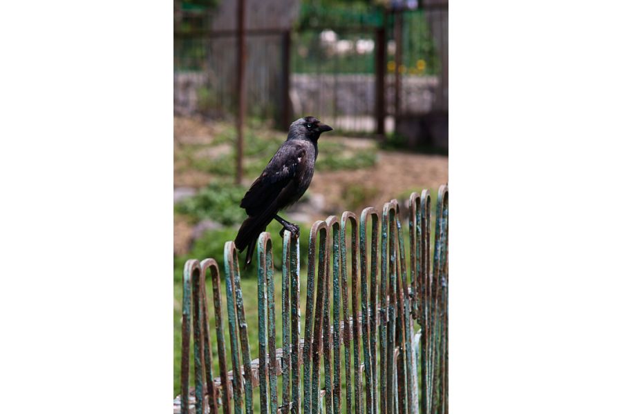 Konica Hexanon AR 70-150mm f/4