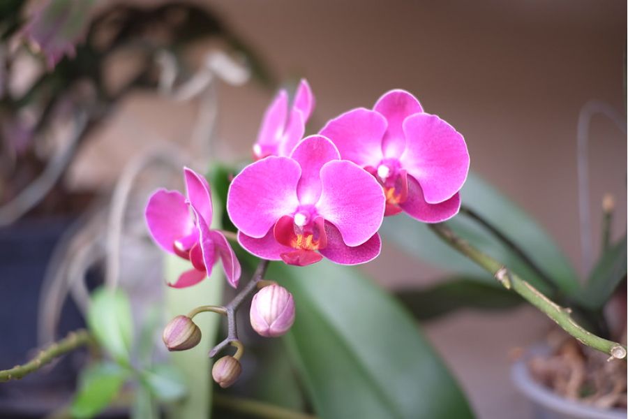 Risespray 35mm f/1.6 Fujifilm X новый