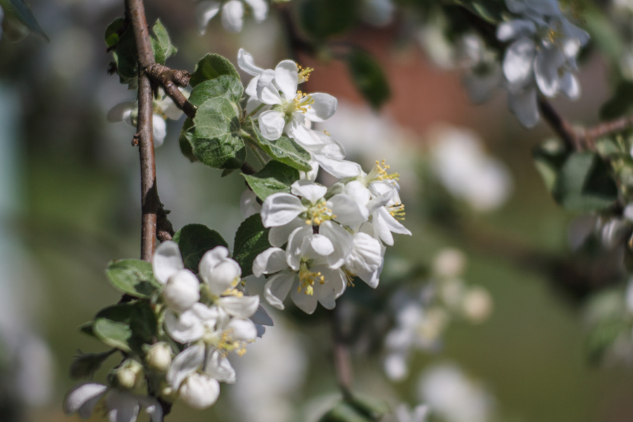 Olympus E. Zuiko Auto-T 3.5/100mm