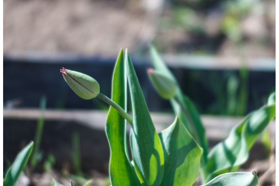 Olympus E. Zuiko Auto-T 3.5/100mm