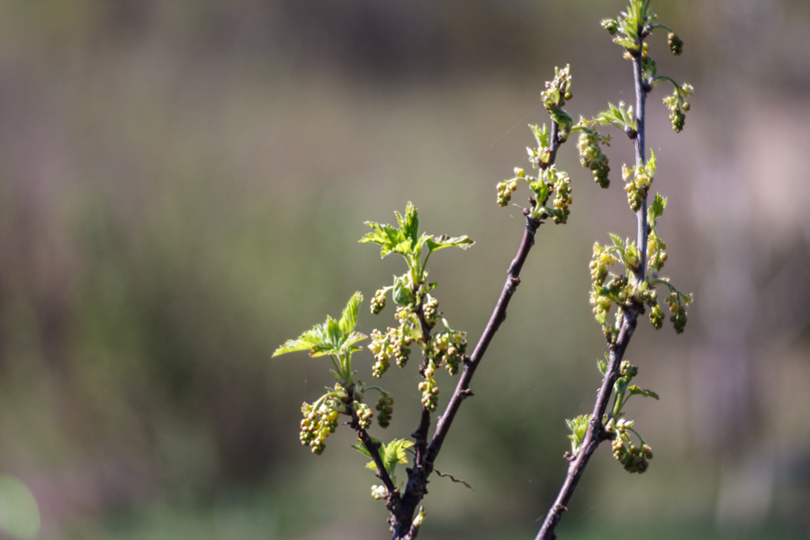 Olympus E. Zuiko Auto-T 3.5/100mm