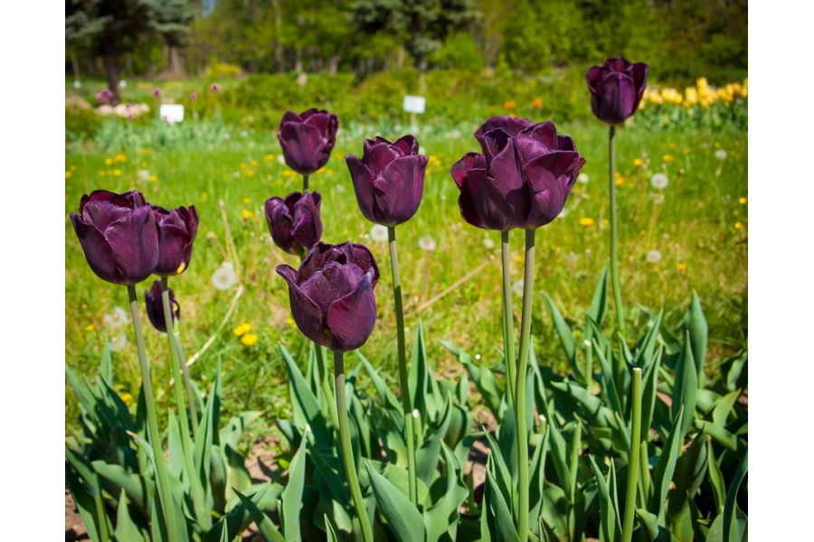 Canon EF 28-70mm 3.5-4.5 II