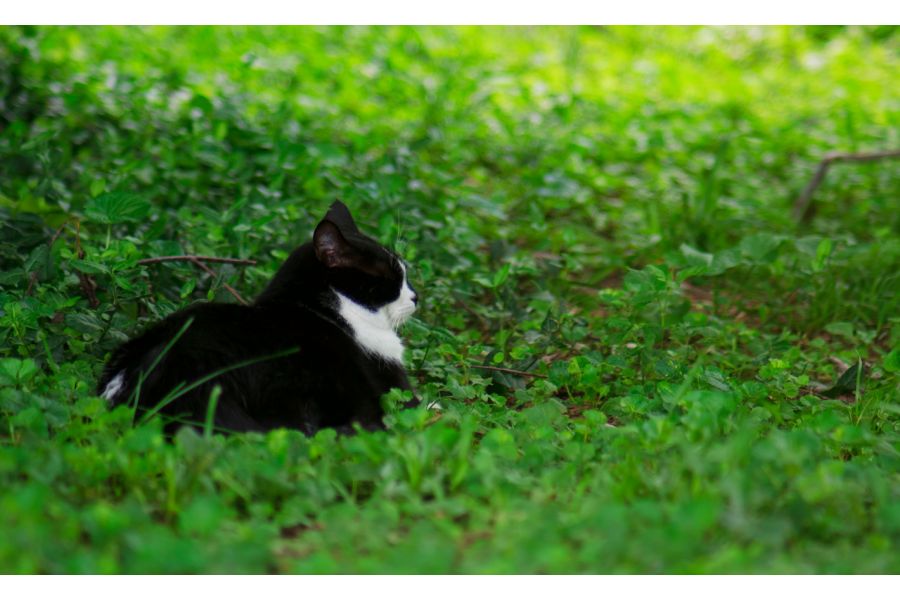 Hanimar 35mm f/3.5 M42 (Japan, 1983)
