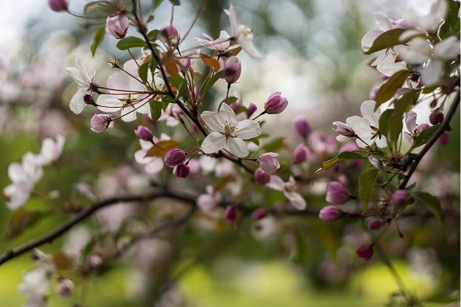 Pancolar 1.8/50 CZJ для Sony Nex