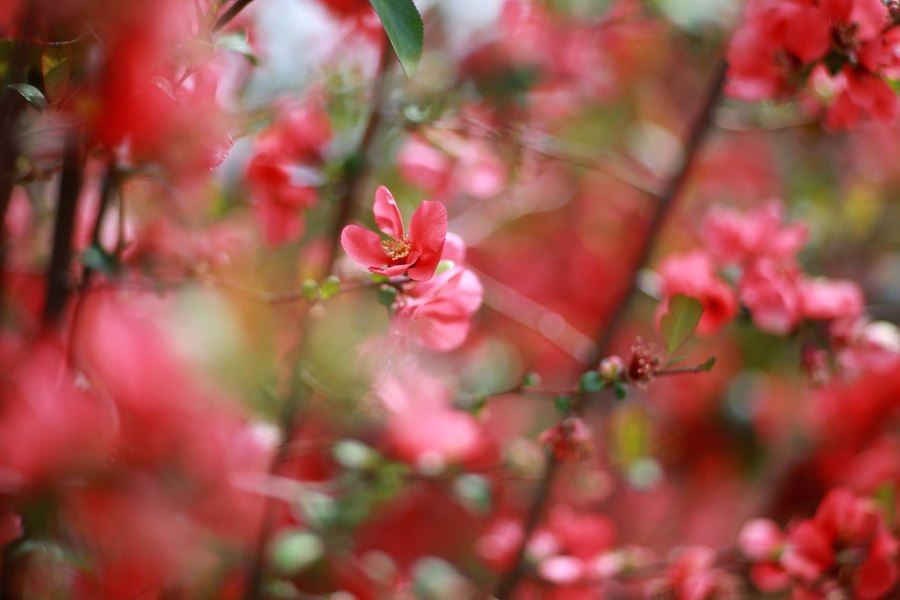 Canon FD 2/100mm (Japan)