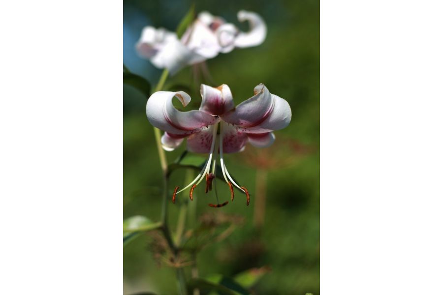 Canon FD 2/100mm (Japan)