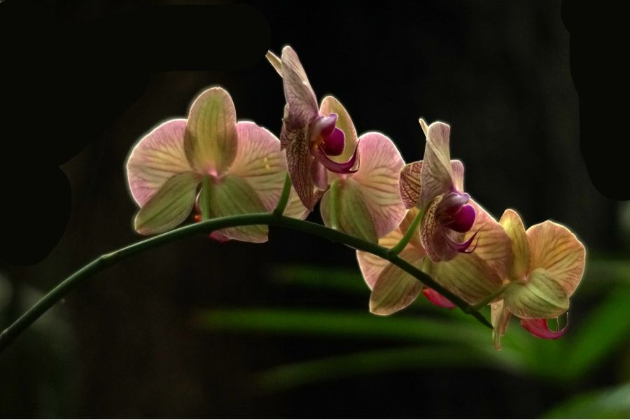 Canon FD 100-200mm f/5.6 S.C. б/у