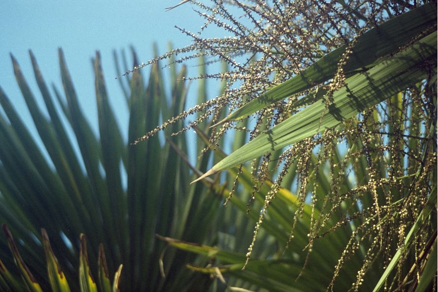 Canon FD 100-200mm f/5.6 S.C. б/у