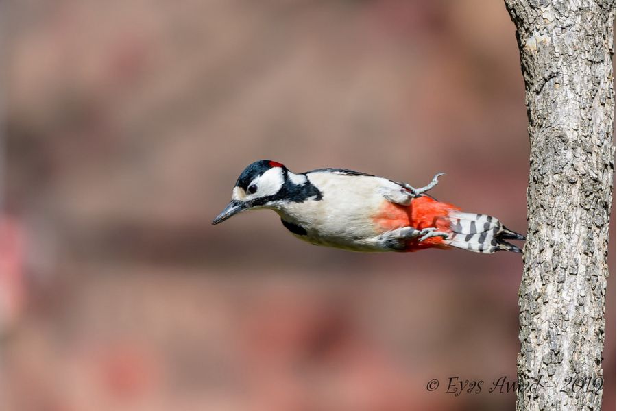 Sigma AF 70-200mm f/2.8 II APO EX DG MACRO HSM Canon EF в упаковке