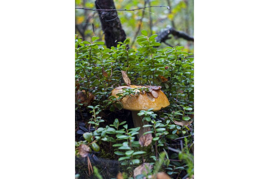 Гелиос-44 2/58 М39 13 лепестков в тубусе