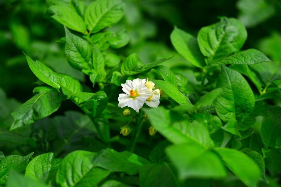 Гелиос-44 2/58 М39 13 лепестков в тубусе