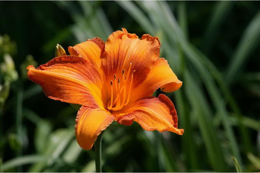 Юпитер-11 П 4/135 Красногорск 3 / 16СП