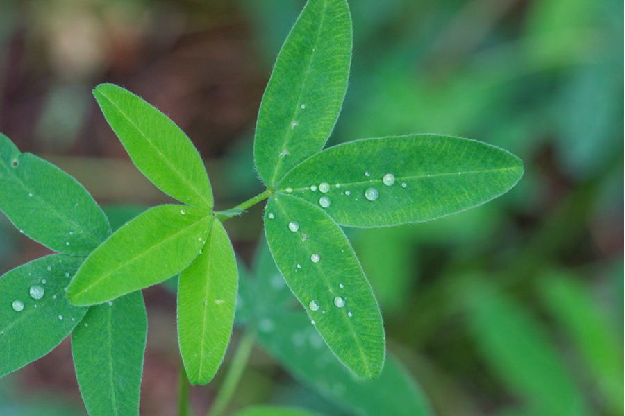 Юпитер-11 П 4/135 Красногорск 3 / 16СП