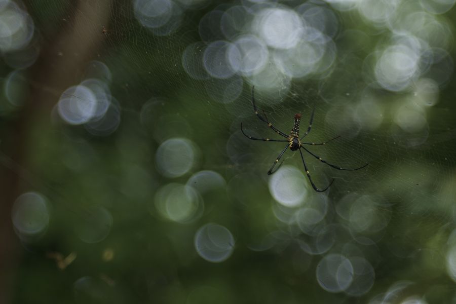 Elmar 3,5/3,5cm Leitz (Germany, 1938)