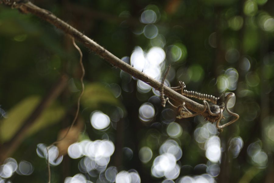 Elmar 3,5/3,5cm Leitz (Germany, 1938)