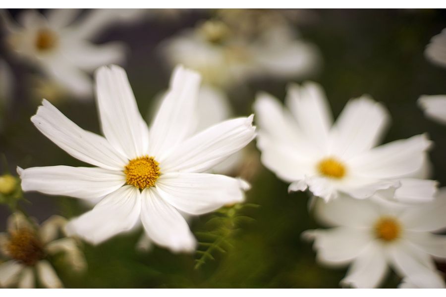 Elmar 3,5/3,5cm Leitz (Germany, 1938)