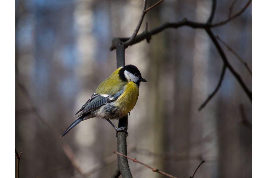 Panasonic Lumix G Vario 45-150mm f/4-5.6 Asph Mega OIS